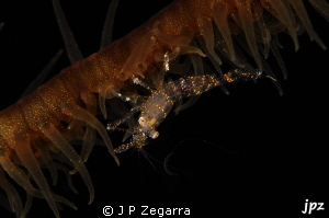 a very cool wire coral shrimp... by J P Zegarra 
